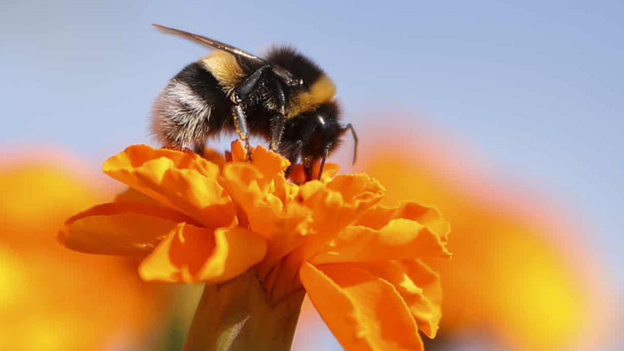 Bilim insanları: İkilim krizi sebebiyle arılar kitlesel yok oluşla karşı karşıya
