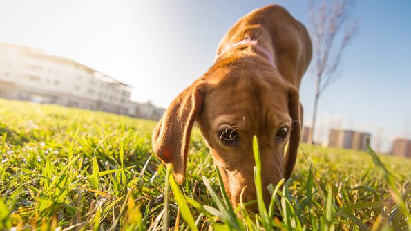 Köpekler Hastalıklı Ağaçları Önceden Tespit Edebiliyor