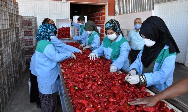 İslahiye’de yetiştirilen kırmızı biber, 7 bin kişinin geçimini sağlıyor