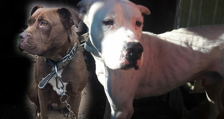 Asiye’ye saldıran köpekler iddianamede silah sayıldı