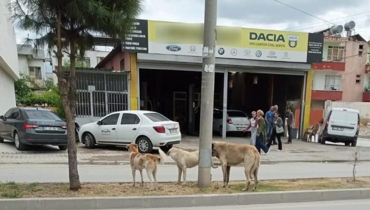 Köpeklerden kaçarken canından oldu