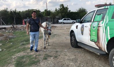 Atını darp eden adam gözaltına alındı