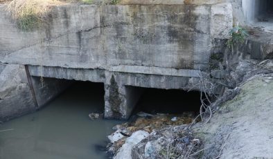 Kanalda eşek kafası ve sakatatları çıktı