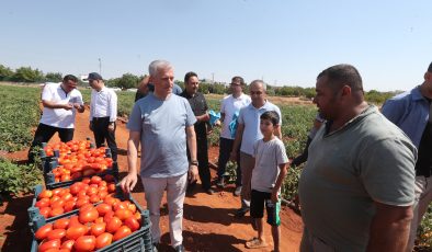 Başkan Mehmet Tahmazoğlu çiftçiler ile domates, biber topladı