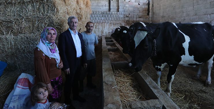 Şahinbey Belediyesi’nden hayvancılığa destek