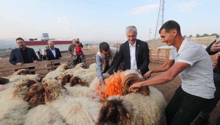 Başkan Tahmazoğlu : ”Hayvancılığa desteğimiz sürecek”