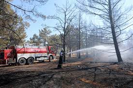 Burç Ormanı’nda yangından etkilenen alan ağaçlandırılıyor