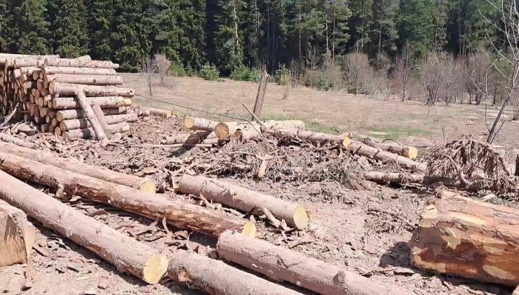 Artvin’in yeşil yüzünde ağaç kıyımı! CHP Heyeti tepki gösterdi!