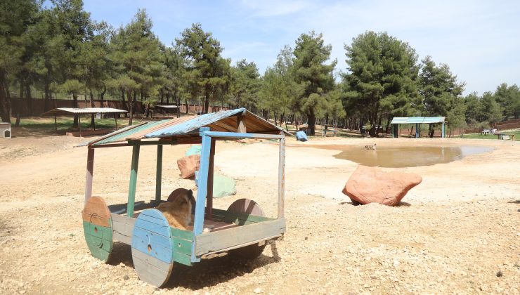 Gaziantep Büyükşehir, sokak hayvanlarına sahip çıkıyor