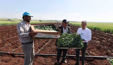 Tahmazoğlu, çiftçilerle birlikte fide dikti