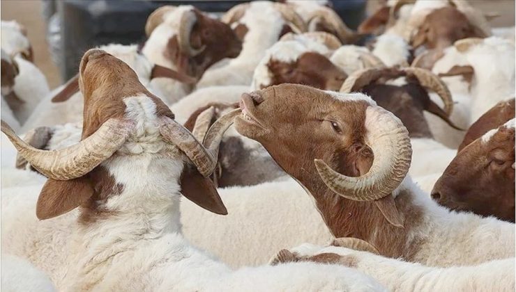 Şehitkamil’deki kurban kesim yerleri belirlendi