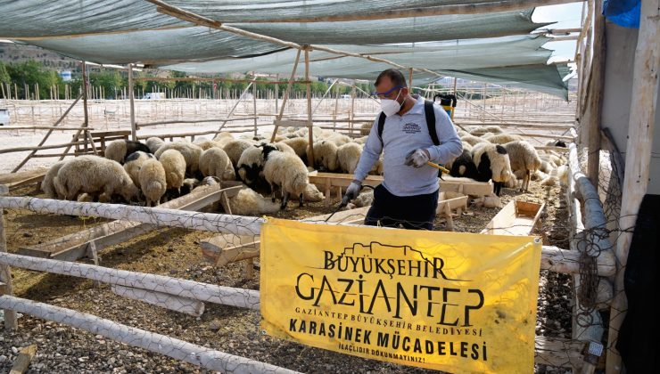 Gaziantep’te kurban kesim noktaları ilaçlanarak vektörlere karşı kontrol altına alındı