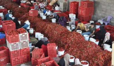 Binlerce mevsimlik işçi harıl harıl çalışıyor…