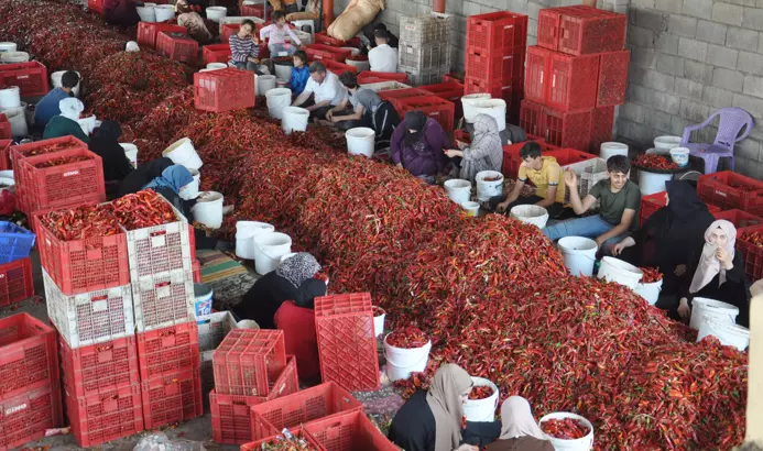 Binlerce mevsimlik işçi harıl harıl çalışıyor…