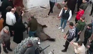 Gaziantep’te domuz eve girdi, 1 kadını yaraladı!