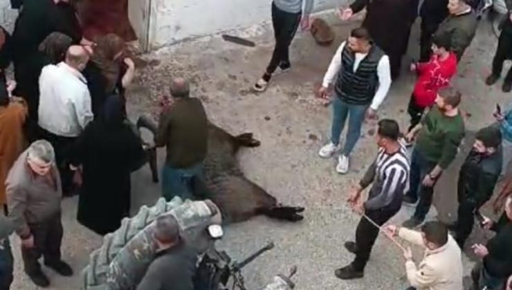 Gaziantep’te domuz eve girdi, 1 kadını yaraladı!